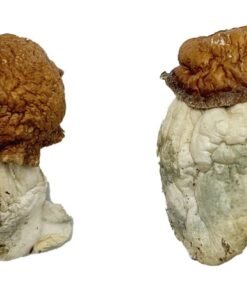 Oak Ridge Magic Mushrooms