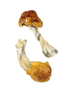 Texas Orange Cap Magic Mushrooms