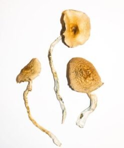 Goldene Lehrer Magic Mushrooms