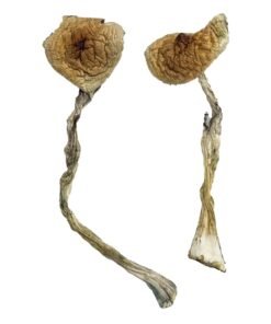 Quezon Magic Mushrooms